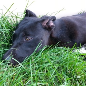 small photo of Rosie *Adoption Pending*