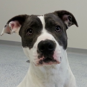 small photo of Stella *Adoption Pending*