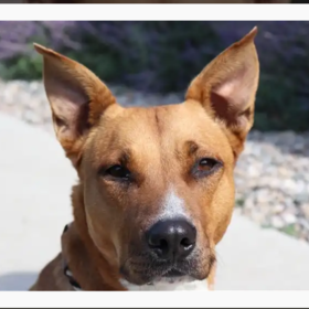 small photo of Lacey