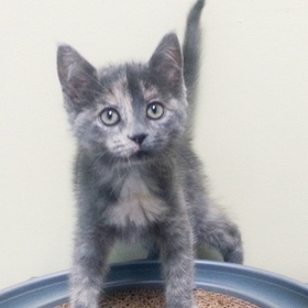small photo of Annie