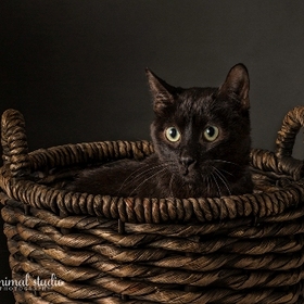 small photo of Bullet