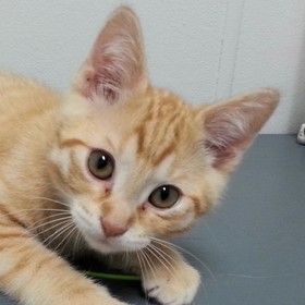small photo of Colonel Snazzypants