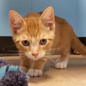 small photo of Chili