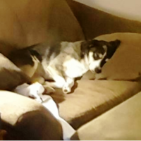 thumbnail image for blog post: Kona is spoiled!