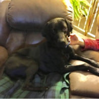thumbnail image for blog post: Breeze (fka Bo) is living the life!
