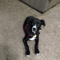 thumbnail image for blog post: Andy the Star is doing wonderful!