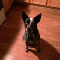 thumbnail image for blog post: Ringo happy in his new home!
